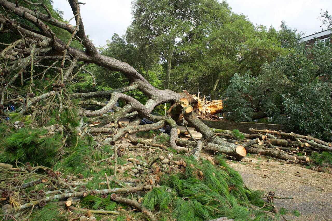 Best Emergency Storm Tree Removal  in USA